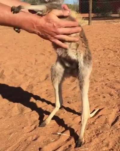 An adorable joey