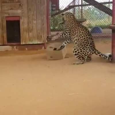 🔥 Cat is a Cat