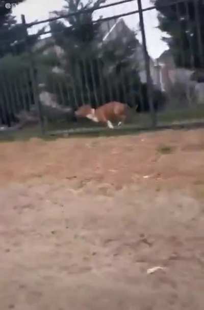 Oh that cute you're barking at me