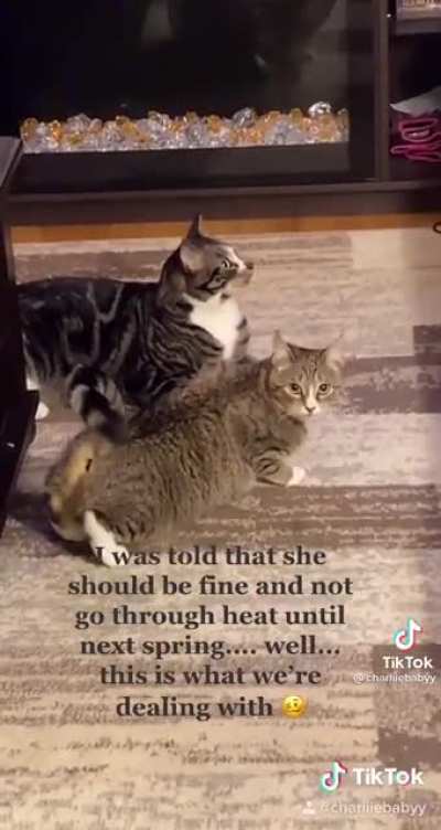 Denying the pussy