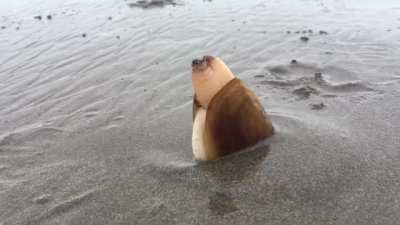 Clam digging into Sand