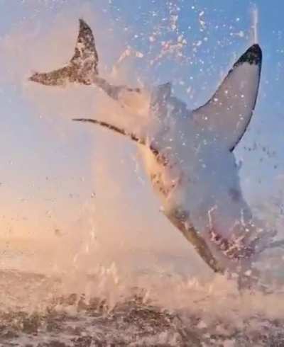 of white Shark 