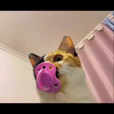 Do cats also like nipples?