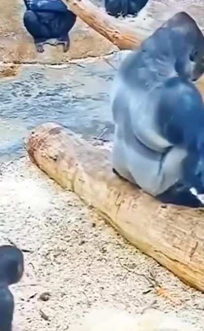 Gorilla playing with his dad