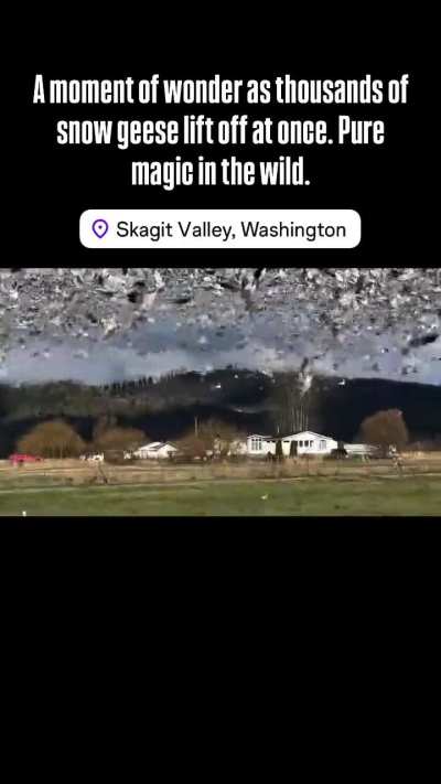 🔥 Thousands of snow geese taking off at once