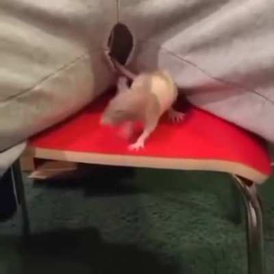 Blursed_Ratatouille
