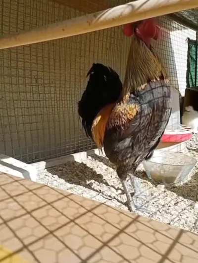 Chicken