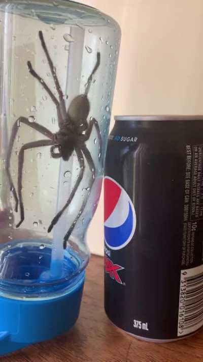 Absolute unit hiding in my car