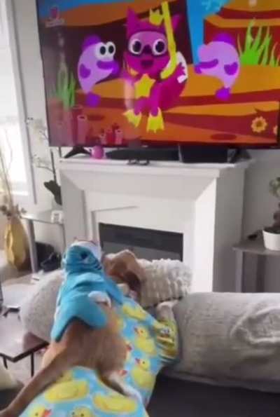Tiny shark attack caught on film