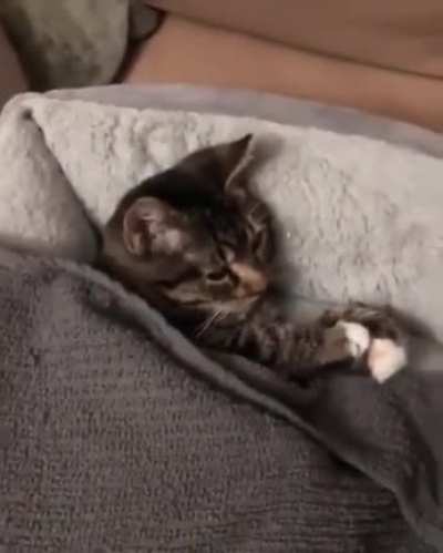 So adorable (xpost r/cats)