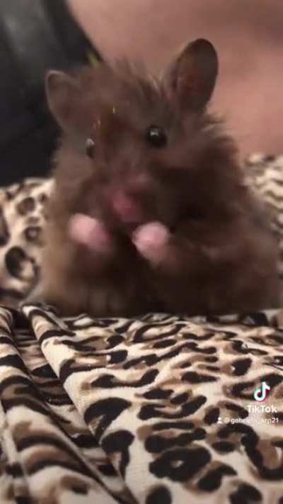 My cutie hamster ❣️