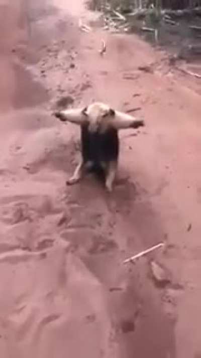Blursed sumo