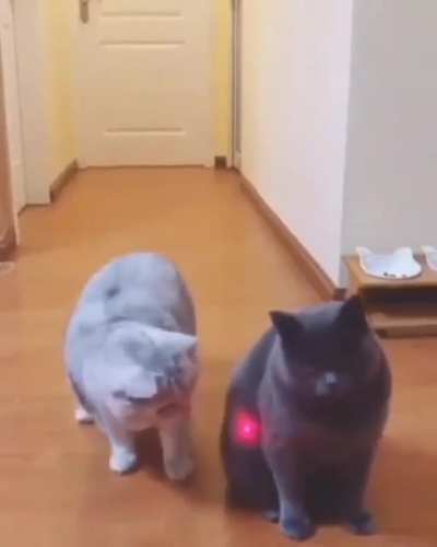 Lasers and Cats