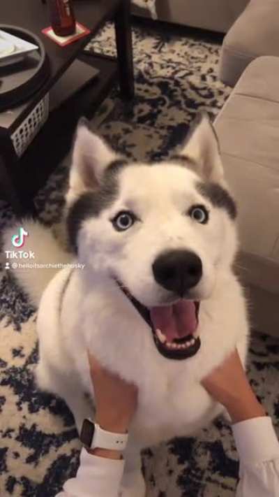 doggo shutdown.exe