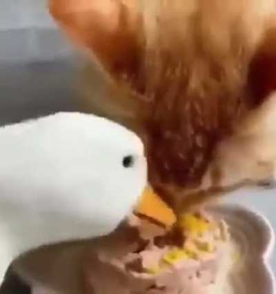 gluttony, the wunky sin