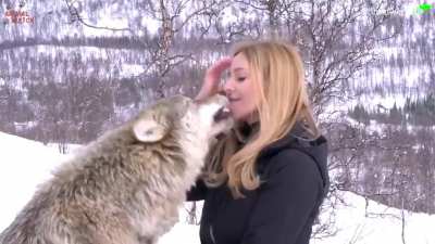 wolves