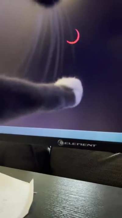 Meme cat template