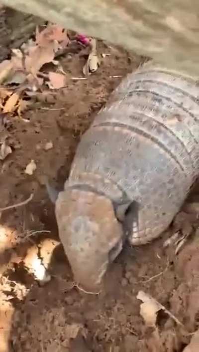 Gore ?🤨