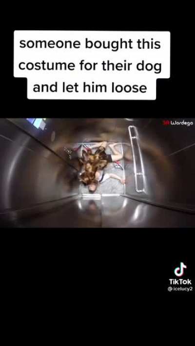 Spider dog