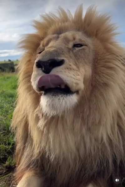 Sneezing appears to bring up complex emotions for lions …