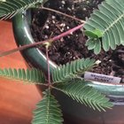 🔥 Sensitive plant closes its leaves when touched.