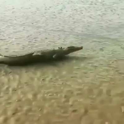 Crocodile running at full speed.