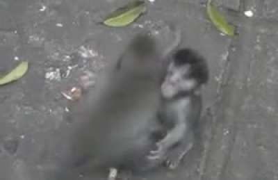 Monkey was itching his armpit but his bro thought he wanted a hug.