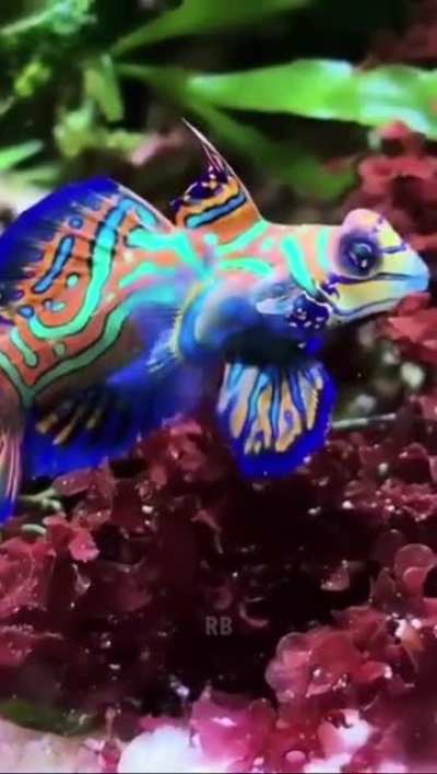 Mandarin 🐟