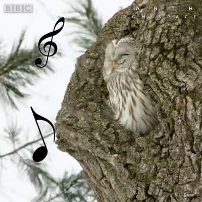 From BBC Earth :)