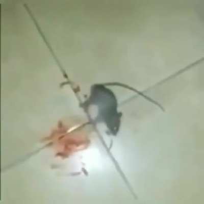 Rip lil guy