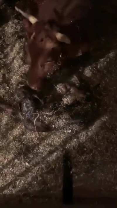 Happy cow momma for y’all