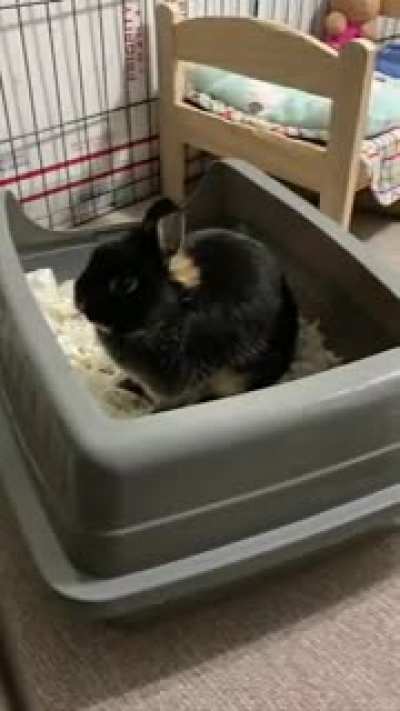 Pls enjoy this video of my baby calmly munching on her hay 🥺