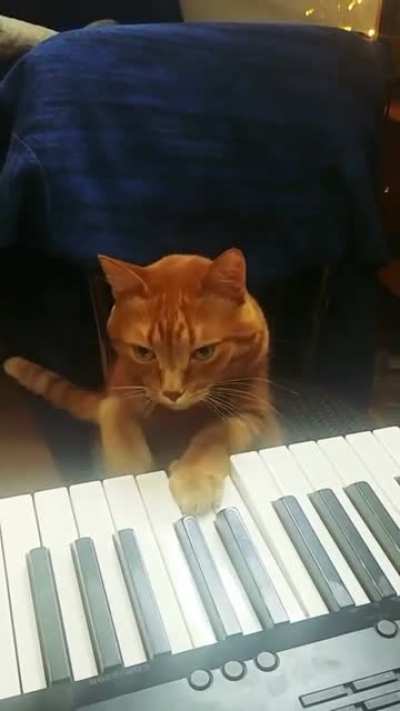 Amazing cats