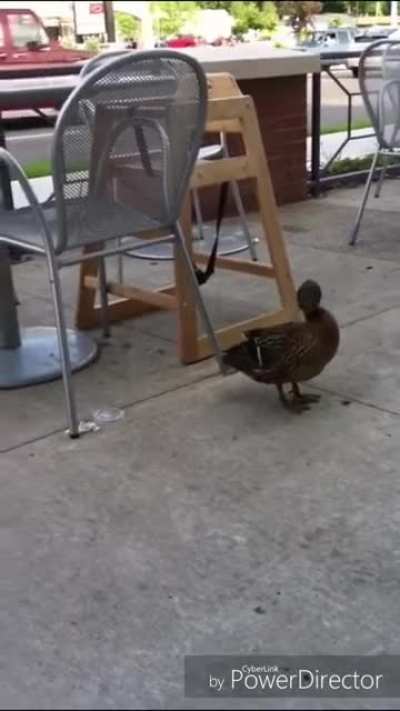 What does the duck say?