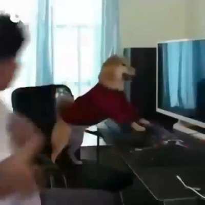 dogo