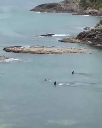 Fast Orcas, Slow Children.