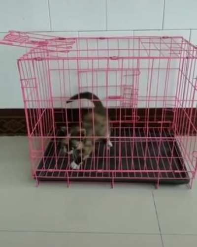Prison Break!