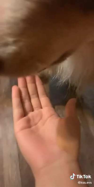 egg
