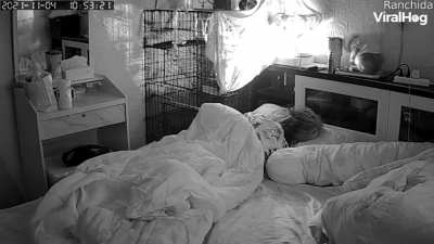 To be fair, a cat owner should really know better.
