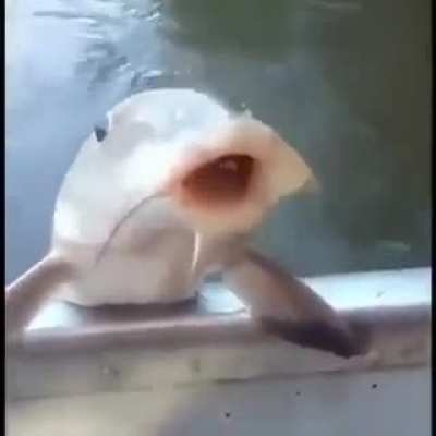 Amo este video