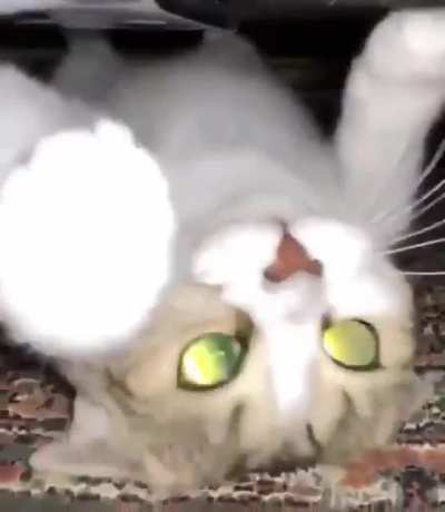 ʇɐɔ