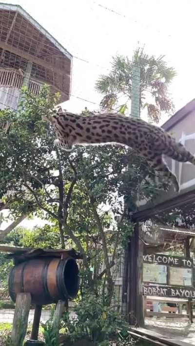 Majestic catch 💯