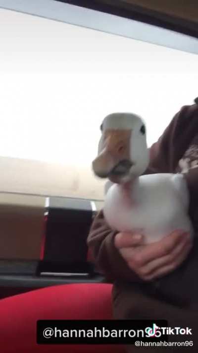 Caught a goose
