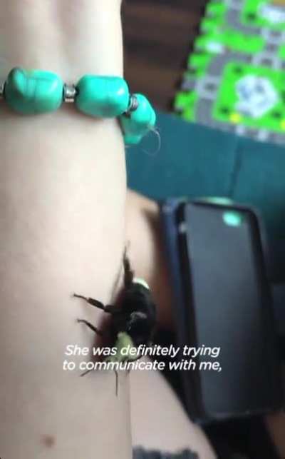 The flightless bee
