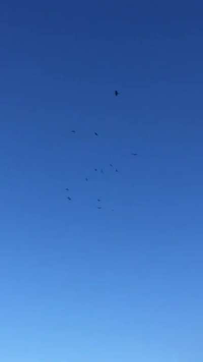 I didn’t realize I lived in a Crows Only neighborhood