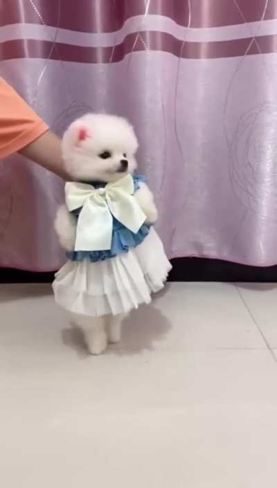 Cute dog