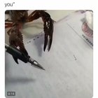 Cute, but show me the top of that pen.