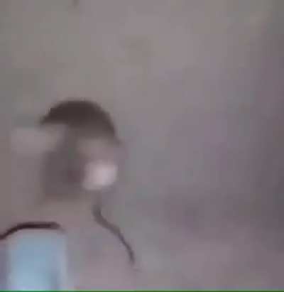 rat porn