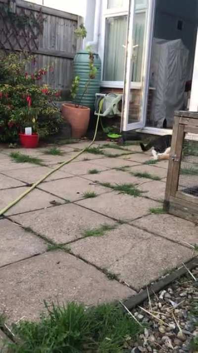 Leo pouncing on Ollie