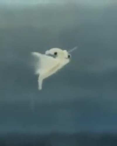 Sea Monkeys can be cute